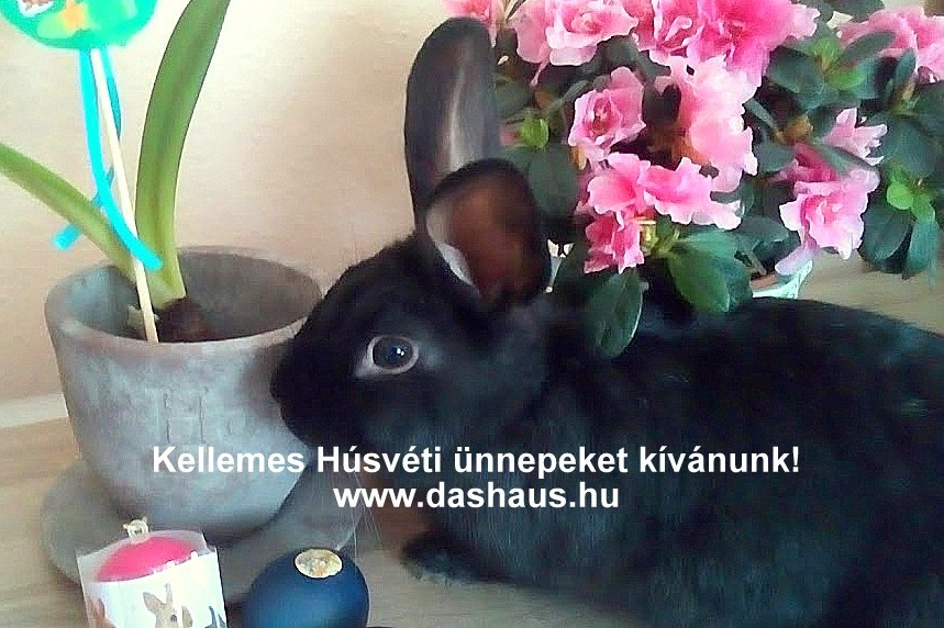 Eladó ingatlan, lakás, ház Zalaegerszeg, Zala megye: www.dashaus.hu Das Haus Ingatlanközvetítő Eladó ingatlan, lakás, ház Zalaegerszeg, Zala megye: www.dashaus.hu