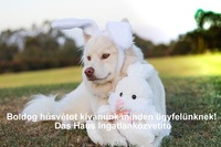 Kellemes húsvéti ünnepeket kívánunk minden kedves ügyfelünknek! – Das Haus Ingatlanközvetitő Kellemes húsvéti ünnepeket kívánunk minden kedves ügyfelünknek! – Das Haus Ingatlanközvetitő